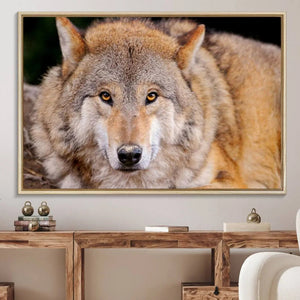 Wild Wolf Wall Art Canvas Print, Framed Canvas Print, Modern