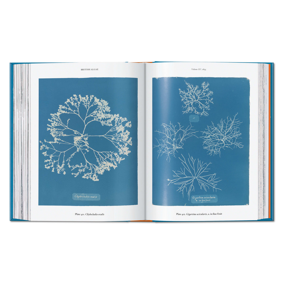 Anna Atkins. Cyanotypes. 45th Ed. (German, French, English)