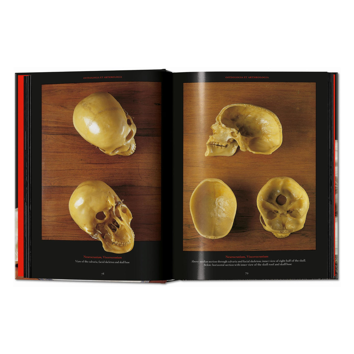 Anatomical Waxes. 45th Ed. (German, French, English)