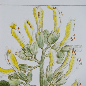 19.7x27.6' Botanical Wall Arts, Set of 2