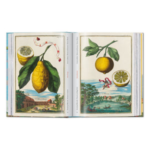 J. C. Volkamer. The Book of Citrus Fruits. 45th Ed. (German, French, English)