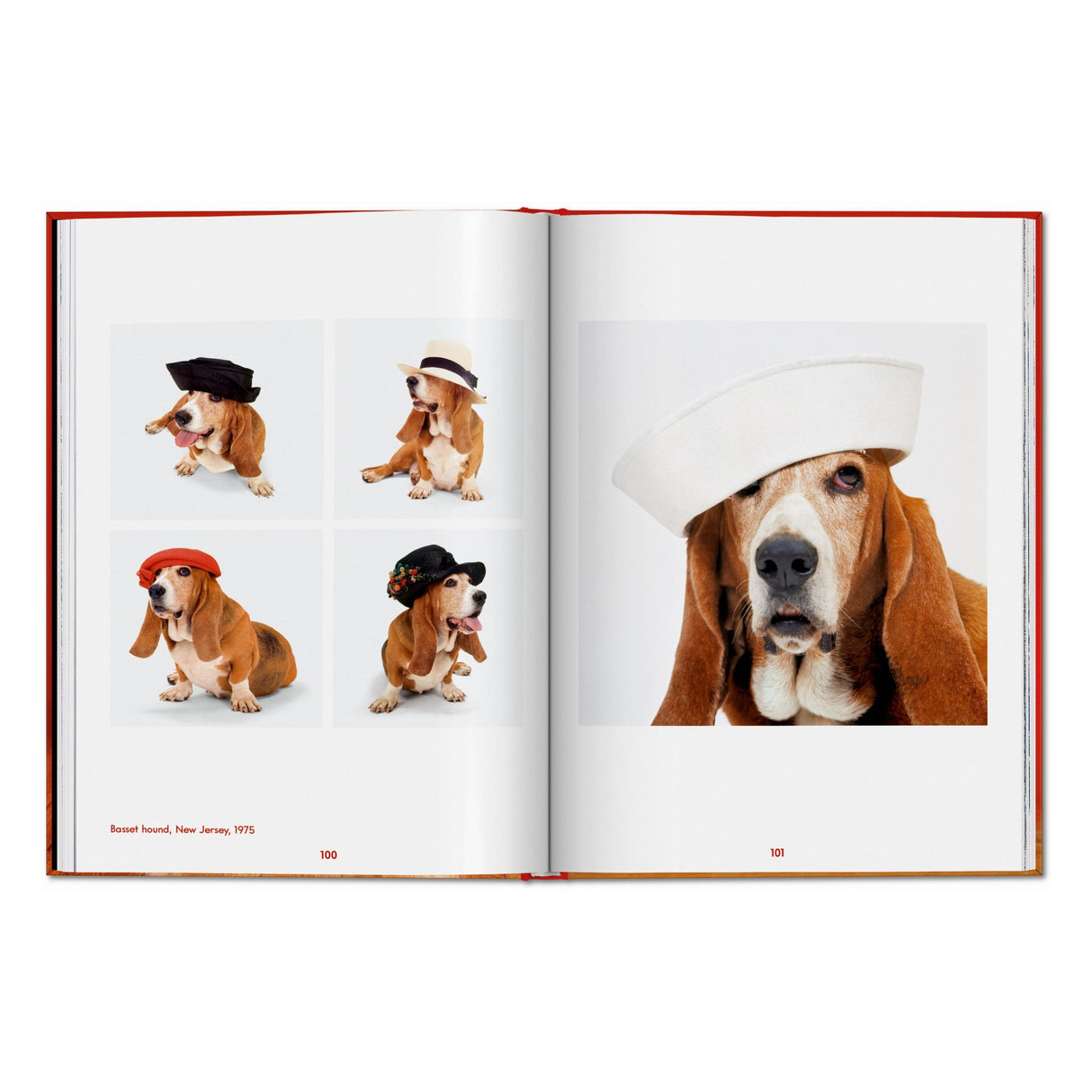 Walter Chandoha. Dogs. Photographs 1941–1991 (English)