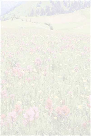 Blank Card - Mountain Gallery