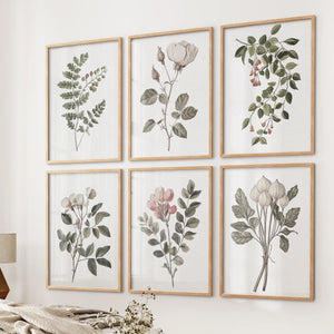 Cotton Flower, Rose Vintage Art. Botanical Print Set of 6