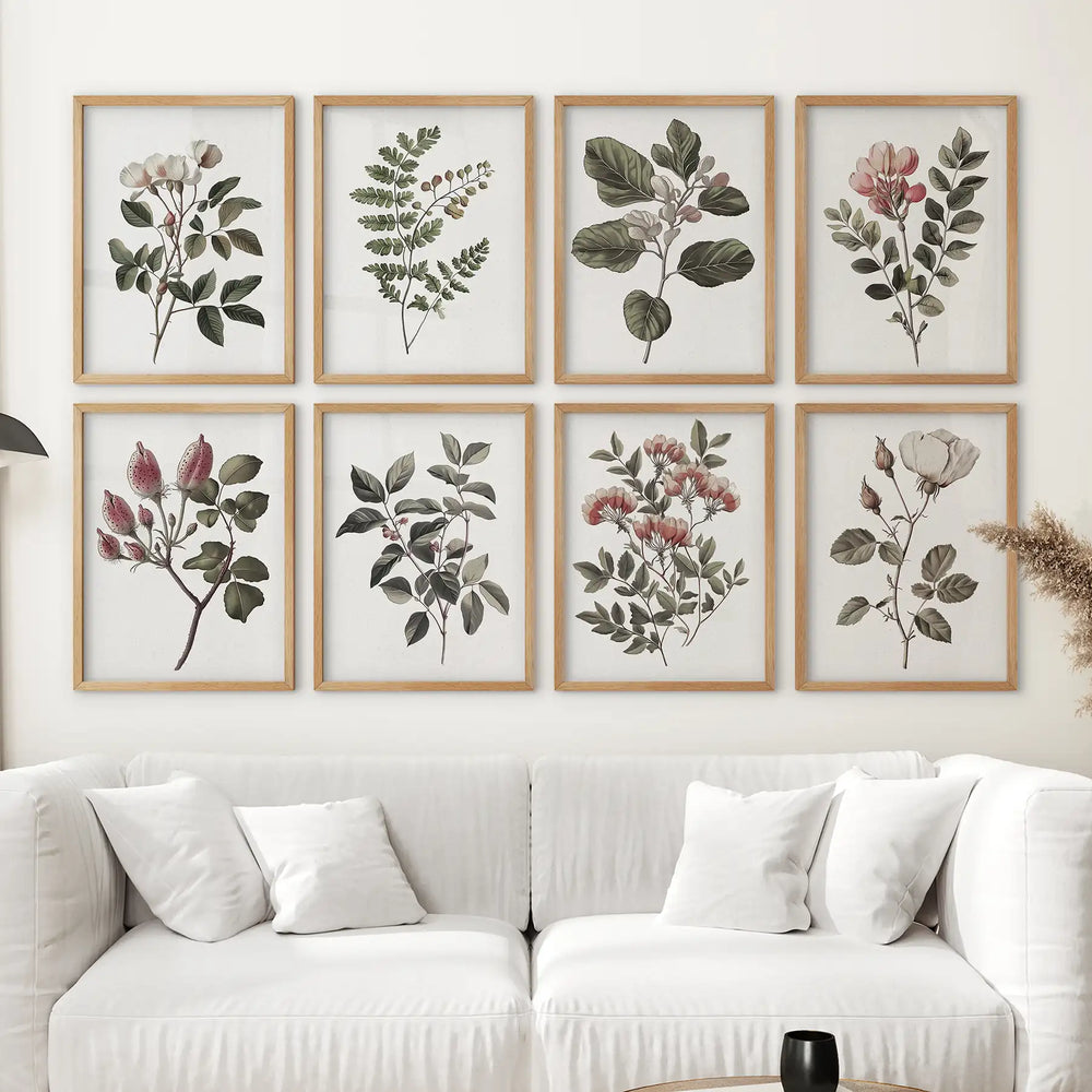 Antique Botanical set of 8 Prints. White Rose Wall Art