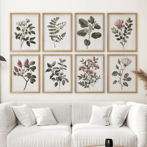 Antique Botanical set of 8 Prints. White Rose Wall Art