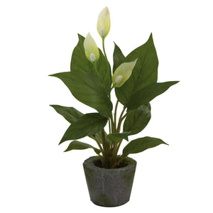 11” Spathyfillum w/Cement Planter (Set of 3)