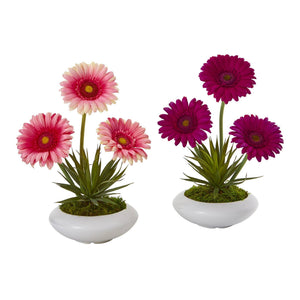 12” Gerber and Succulent Arrangement in Vase (Set of 2)