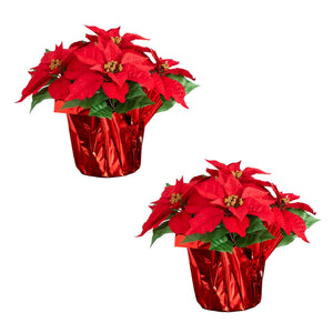 13" Artificial Poinsettia Arrangement in Red Wrapped Planter - Set of 2