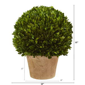 15” Boxwood Ball Preserved Plant in Planter