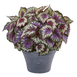 22” Begonia Artificial Plant in Gray Planter