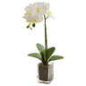 20” Orchid Phalaenopsis in vase