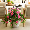 24" UV Resistant Artificial Hibiscus Hanging Plant (Indoor/Outdoor) - Set of 2