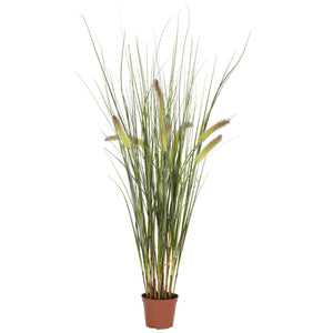 2.5' Grass Plant