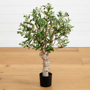2.5' Olive Silk Tree