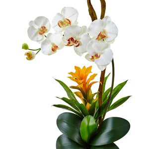 26” Orchid and Bromeliad in Glossy Black Cylinder