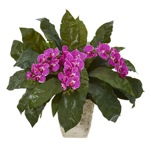 26” Phalaenopsis Orchid and Fern Plant in White Planter