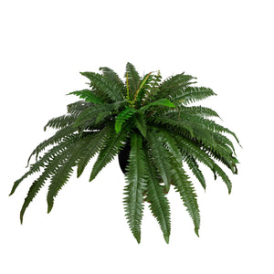 32” Artificial Self-Shaped Boston Fern Plan in Black Planter