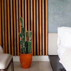 41” Artificial Cactus in Terracotta Planter