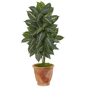 42” Zebra Plant in Terracotta Planter