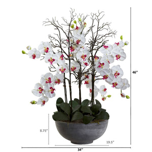 46" Giant Phalaeopsis w/Cement bowl"