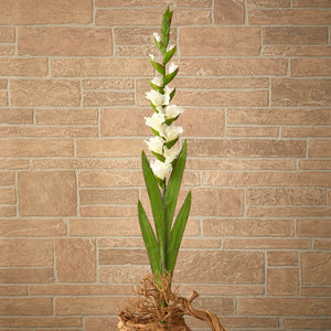 46” Gladiolus Artificial Flower (Set of 3)