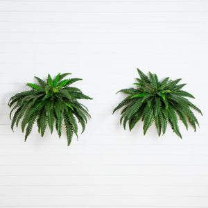 48” Boston Fern (Set of 2)