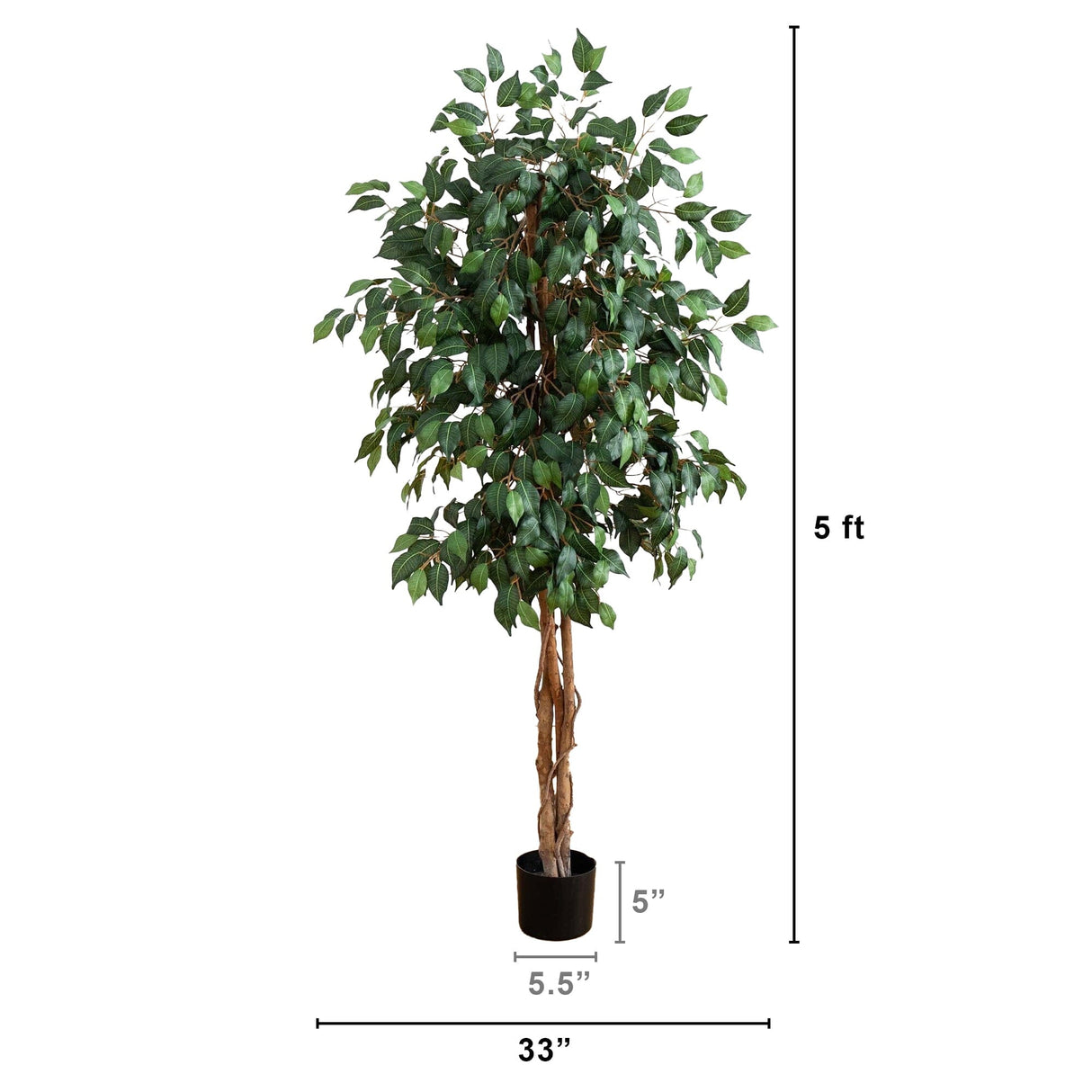 5' Ficus Silk Tree