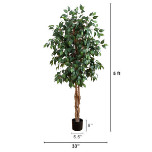5' Ficus Silk Tree