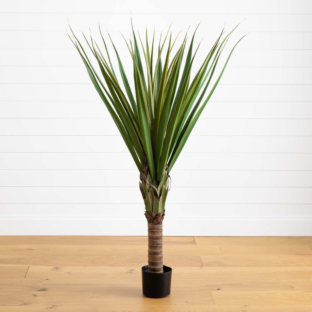 5' Spiked Agave Tree – Tuesday Morning