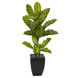 50” Dieffenbachia Artificial Plant in Black Planter (Real Touch)