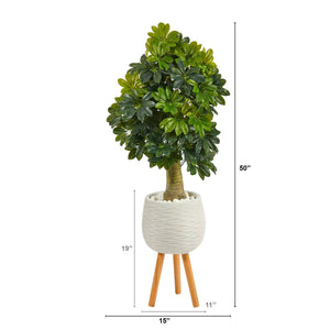 50” Schefflera Artificial Tree in White Planter with Stand (Real Touch)