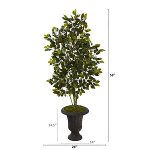 53” Ficus Artificial Tree in Charcoal Urn