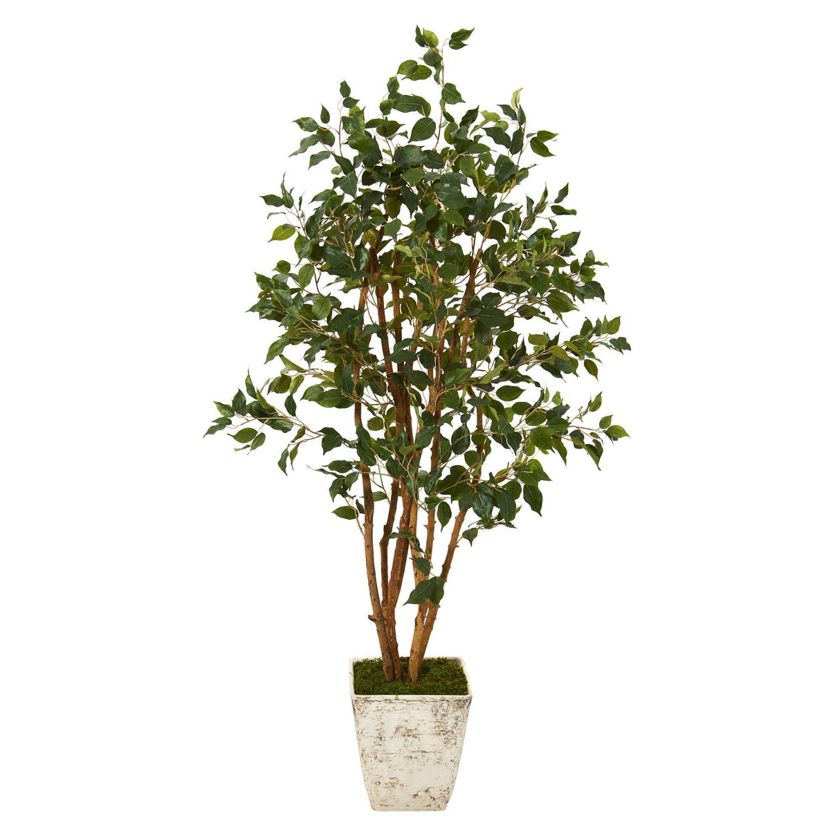 53” Ficus Artificial Tree in Country White Planter