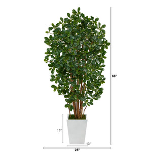 5.5’ Black Olive Artificial Tree with 1365 Bendable Leaves in Metal White Planter