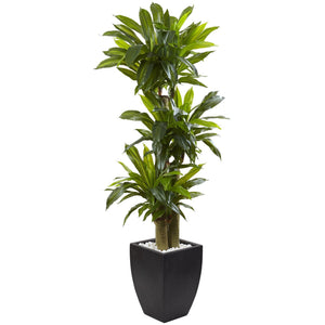 5.5’ Corn Stalk Dracaena with Black Wash Planter
