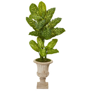 55” Dieffenbachia Artificial Plant in Sand Finished Urn (Real Touch)