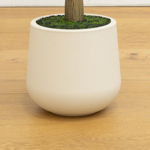 6’ Artificial Olive Tree in White Decorative Planter