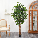 6' Ficus Silk Tree