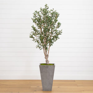 6’ Olive Tree in Stone Planter