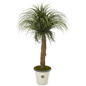 61” Pony Tail Palm Artificial Plant in Decorative Planter