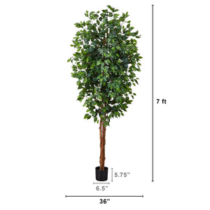 7' Ficus Silk Tree