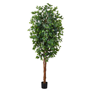 7' Ficus Silk Tree