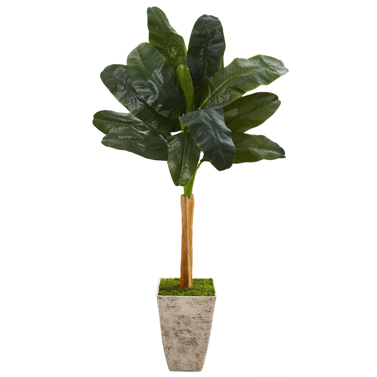 70” Banana Artificial Tree in Country White Planter