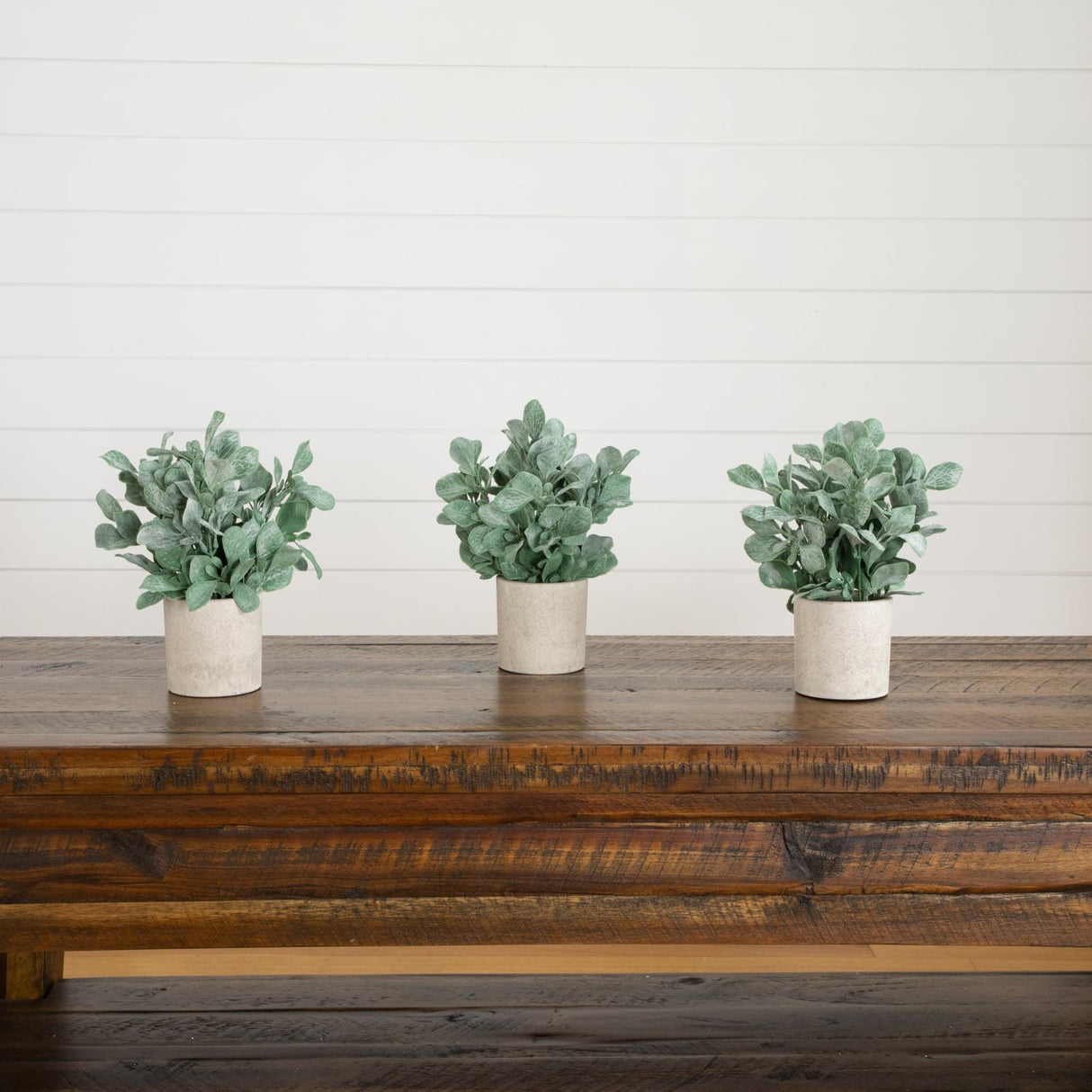 8" Artificial Lambs Ear in Decorative Planter - Set of 3