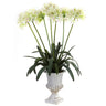 African Lily w/Urn