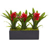 Bromeliads in Rectangular Planter