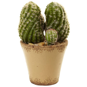 Cactus Garden w/Ceramic Planter