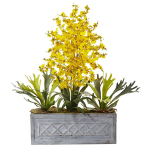 Dancing Lady and Staghorn in Stone Planter