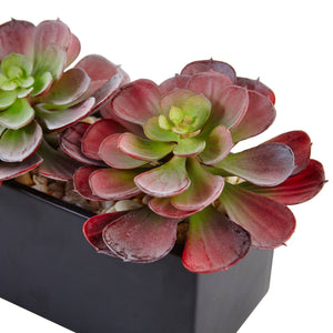 Echeveria Succulent in Rectangular Planter